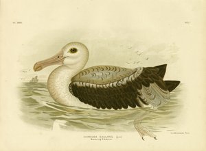 Zilvergrijze stormvogel, 1891 door Gracius Broinowski